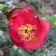 Camellia japonica
